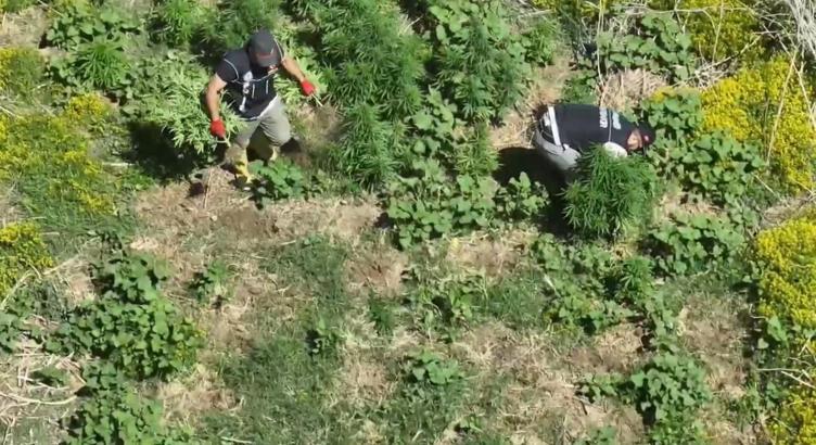 Dronla tespit edilen 1220 kök kenevir imha edildi