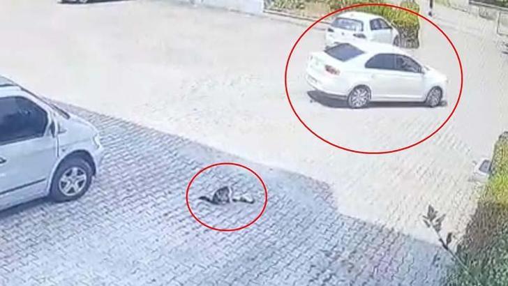Otomobilin altında kalan yavru kedi öldü, annesi başından ayrılmadı