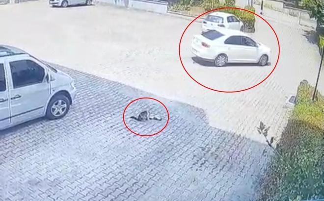 Otomobilin altında kalan yavru kedi öldü, annesi başından ayrılmadı