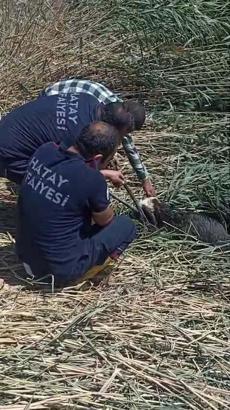 Reyhanlı’da, kaçarken çamura saplanan kurbanlık koyunlar kurtarıldı