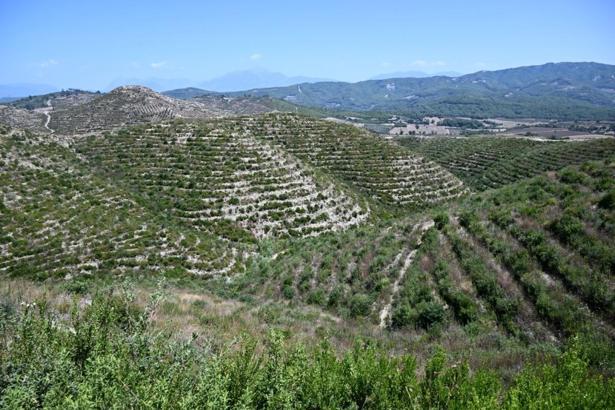Osmaniye'de ormanlık alanlara girişler yasaklandı