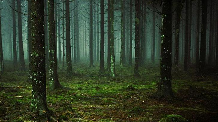 Kayıp Meksikalı müzik grubu üyeleri ormanda ölü bulundu