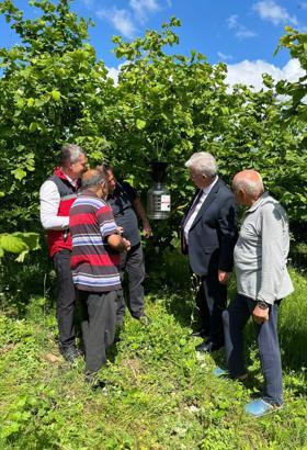 Kandıra'da kahverengi kokarca zararlısına karşı mücadele devam ediyor