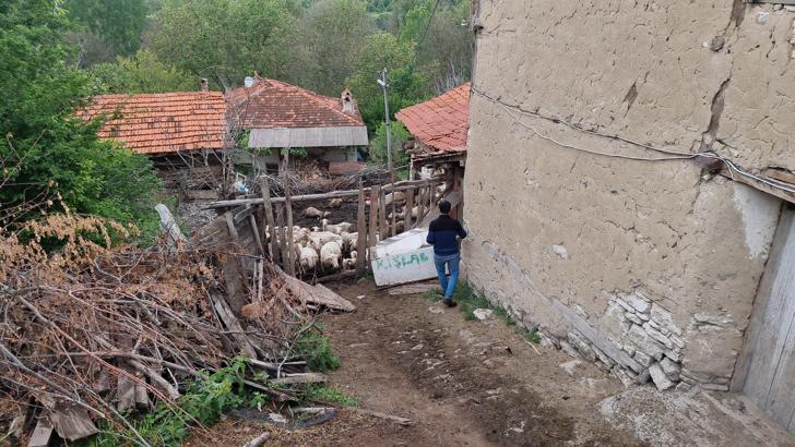 Kütahya’da ağılan girip sürüye saldırdı; 25 koyun öldü