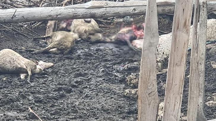 Kütahya’da kurtlar ağıla girip sürüye saldırdı; 25 koyun öldü