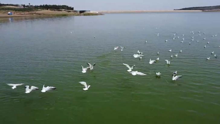 Hatay’da martılar güzel manzara oluşturdu