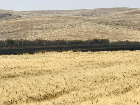 Mardin’de 200 dönüm buğday ekili alan yandı