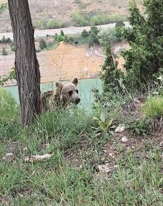 Yiyecek arayan yavru ayı, cep telefonuyla görüntülendi