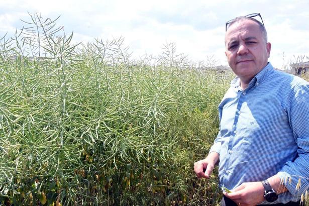 Prof. Dr. Sağlam: Kanola tarlalarında görülen tırtılda salgın yok