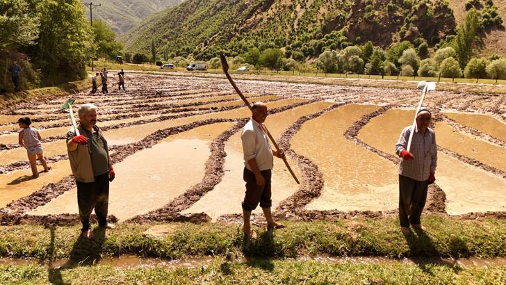 Bitlis'te asırlık çeltik geleneği sürüyor