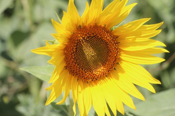 Çukurova'da su krizine karşı ayçiçeği yetiştiriciliği önerisi