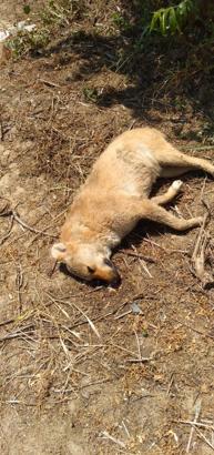 Zehirlendikleri öne sürülen 6 sokak köpeği ile 2 kedi öldü