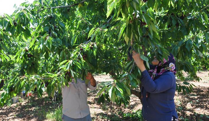 Gaziantep’te kiraz hasadı başladı