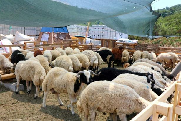 Bodrum'da kurban satış ve kesim yerleri belirlendi