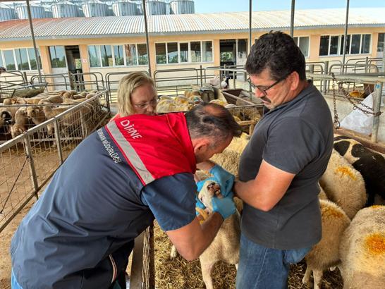 Edirne’de kurbanlıklar ve satış yerleri denetleniyor