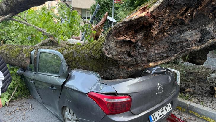 İstanbul - Beşiktaş’ta 150 yıllık ağaç devrildi: 3 araç kullanılamaz hale geldi