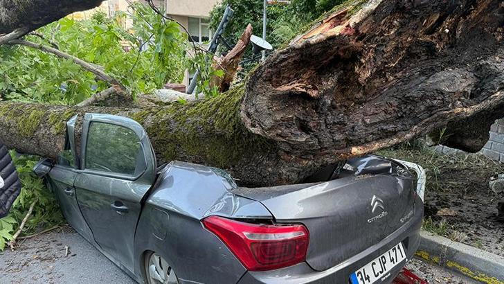 Beşiktaş’ta 150 yıllık ağaç devrildi: 3 araç kullanılamaz hale geldi