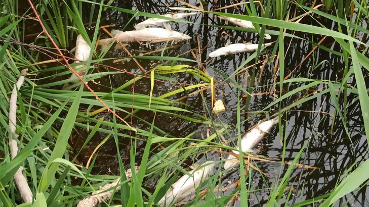 Kayseri'de sulama kanalında toplu balık ölümleri