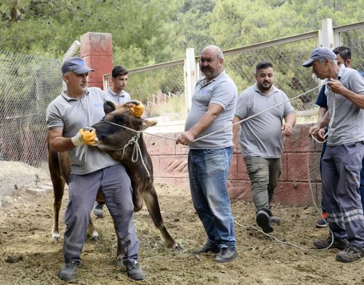 Kurban Bayramı'na özel 'hayvan yakalama ekibi' hazır