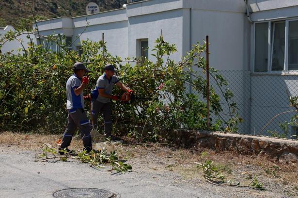 Bodrum'da ot ve budama temizliğinin bu defaki adresi Akyarlar Mahallesi oldu