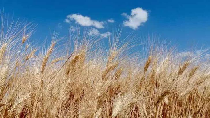 2025 yılı hububat alım fiyatları belli oldu