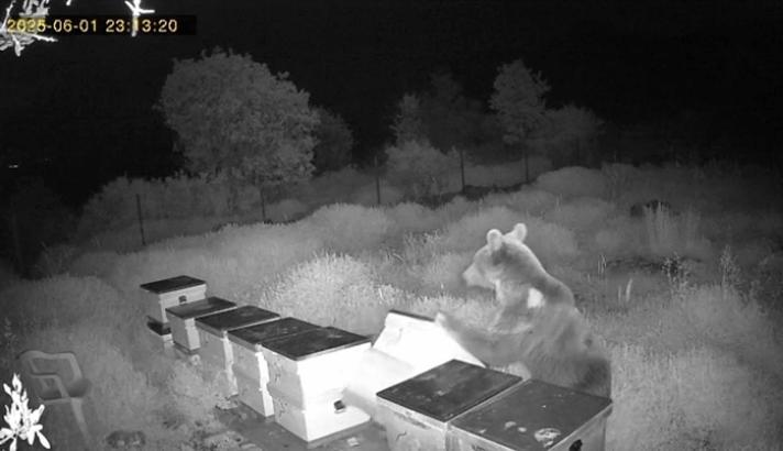 Ayının kovanları parçaladığı anlar kamerada