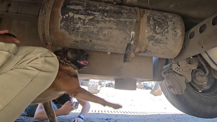 TIR'a gizlenmiş 30 kilogram uyuşturucuyu 'Hector' buldu