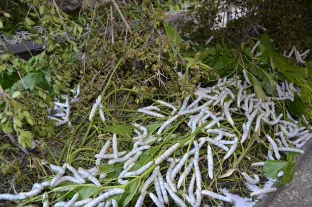 Büyükşehir’den 51 üreticiye 1250 ipek böceği beslenme tablası