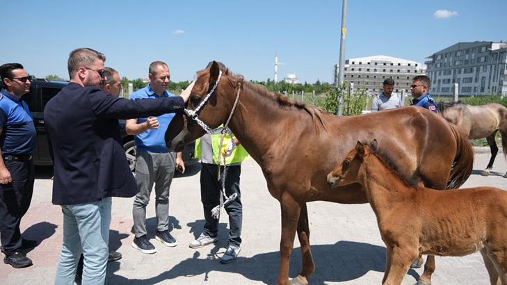 Kırklareli'de başıboş dolaşan atlar toplanıyor