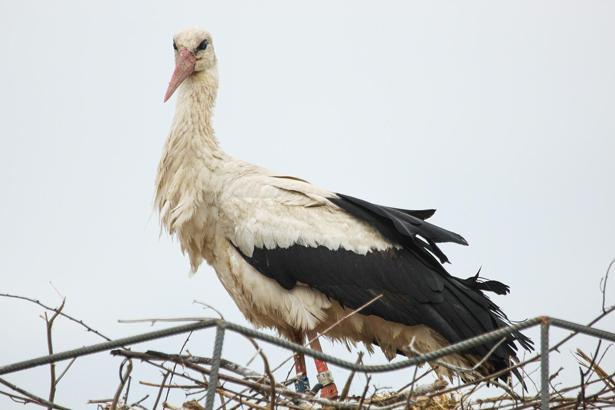 Sinop’ta leyleklere güvenli yuva