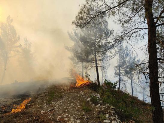 Balıkesir'de orman yangını