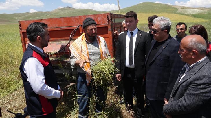 Yem şalgamında ilk hasat