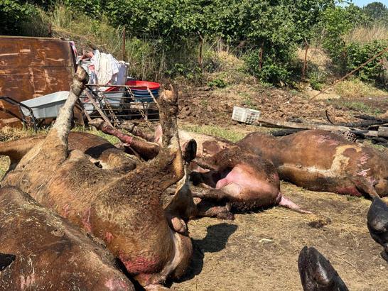 Besi çiftliğinde çıkan yangında 16 büyükbaş öldü