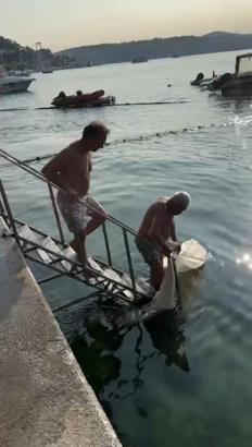 İstanbul-Ölü yunus Bebek sahilinde karaya vurdu; çöp konteynerine atıldı