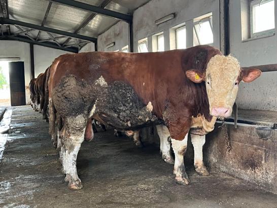 Bingöl’de 1,3 tonluk ‘Şampiyon’, alıcısını bekliyor