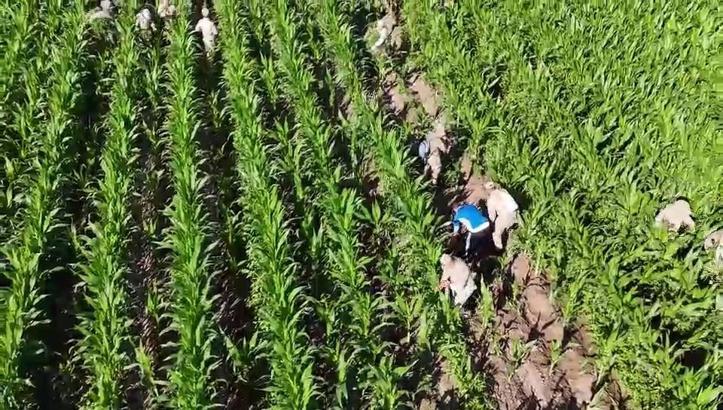 Mısır tarlasında 41 bin kök skunk ele geçirildi: 2 gözaltı