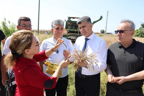 Mersin'de yakamoz buğdayı hasadı