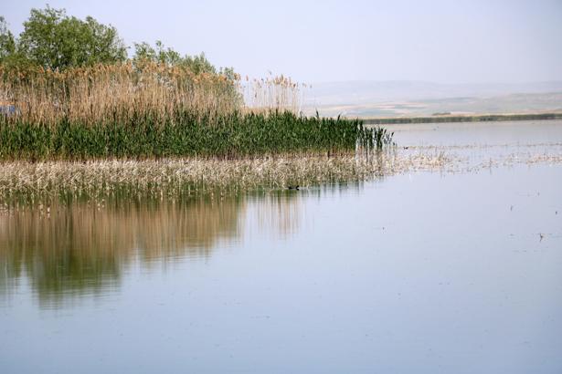 Prof. Dr. Erişmiş: Sazlıklar yakılırsa çıkan metan gazı öldürürebilir