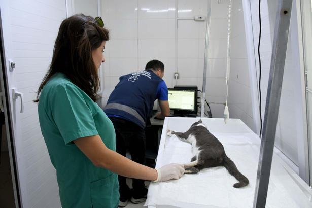Aydın'da 5'inci kattan düşen kedi, sağlığına kavuştu