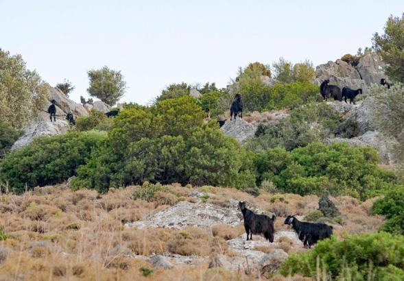 Datça'da 'mavi dil hastalığı' karantinası kaldırıldı