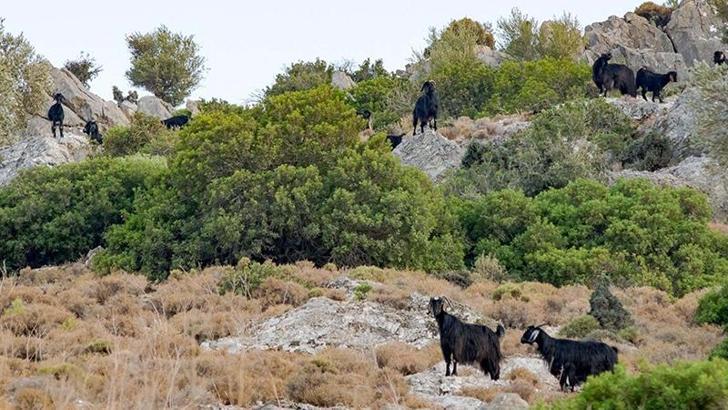Datça'da 'mavi dil hastalığı' karantinası kaldırıldı