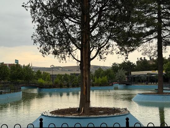 Siirt’te yıldırımın isabet ettiği çam ağacı yarıldı, 200 dönüm buğday yandı