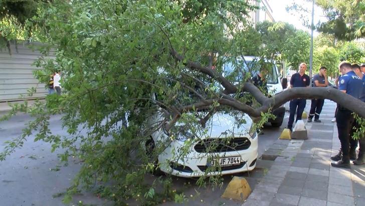 İstanbul-Kadıköy'de hafif ticari aracın üzerine ağaç devrildi