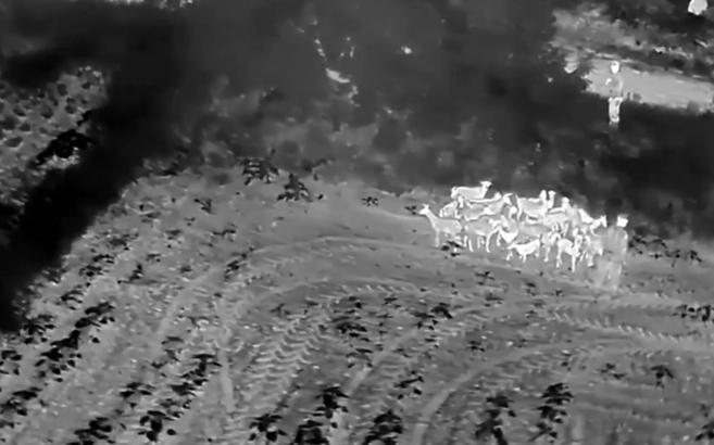 Tekirdağ'da kaybolan hayvanları jandarma dronla buldu