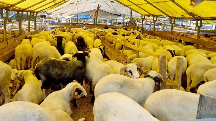 Bahçelievler Belediyesi: Hayvanların büyük çoğunluğu satıldı