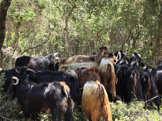 Geleneksel yöntemlerle kurbanlık satışı