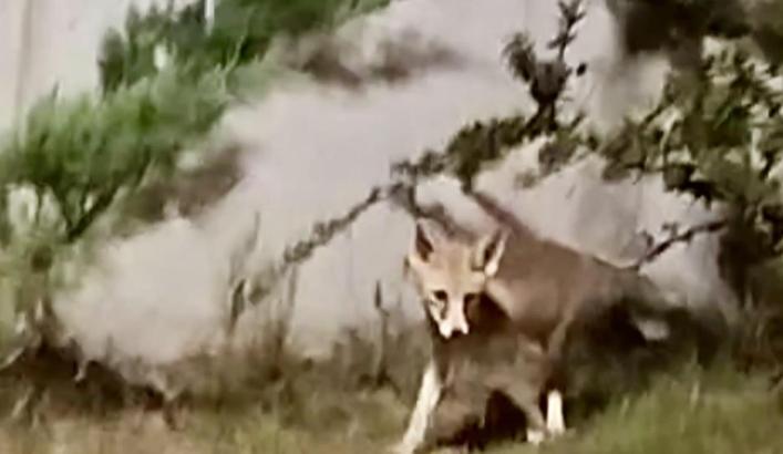 Osmaniye’de yerleşim yerlerine inen tilki görüntülendi