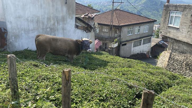 Rize’de kaçan kurbanlık boğa sahiplerine zor anlar yaşattı