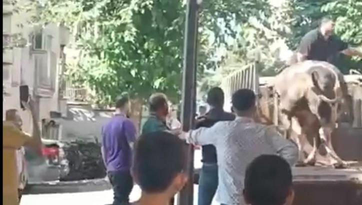 Şanlıurfa’da kurbanlık boğanın saldırısına uğrayan kasap yaralandı