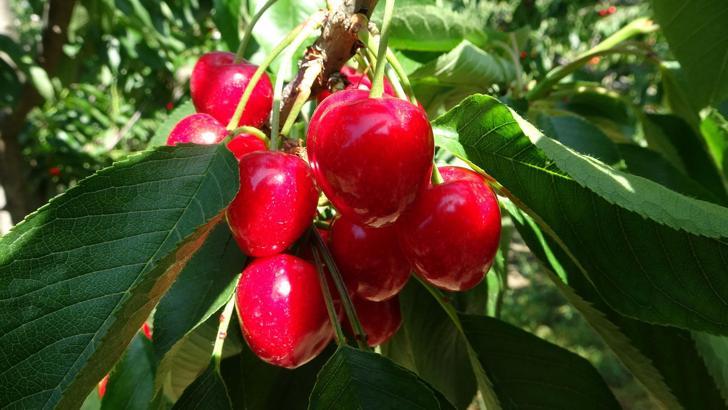 Çay bardağına sığmayan 'Lapseki devi' kirazda hasat zamanı